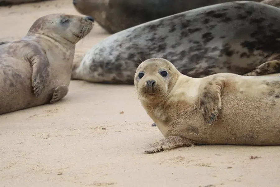 Phoques en baie de Morlaix