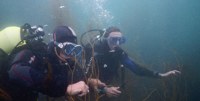 Initiation baptême de plongée enfant et adulte en Baie de Morlaix, départ Carantec Initiation baptême de plongée enfant et adulte en Baie de Morlaix, départ Carantec